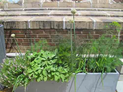 Variety of Herbs in Planter